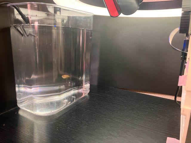 撮影用水槽の様子