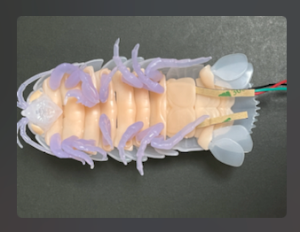 3-2: ダイオウグソクムシ裏