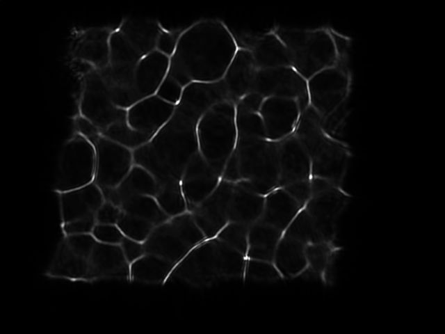 キャプションを入力できます