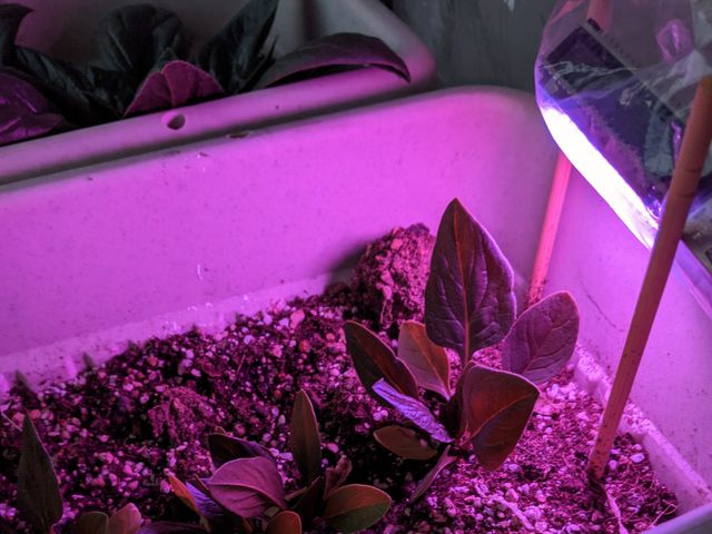 キャプションを入力できます