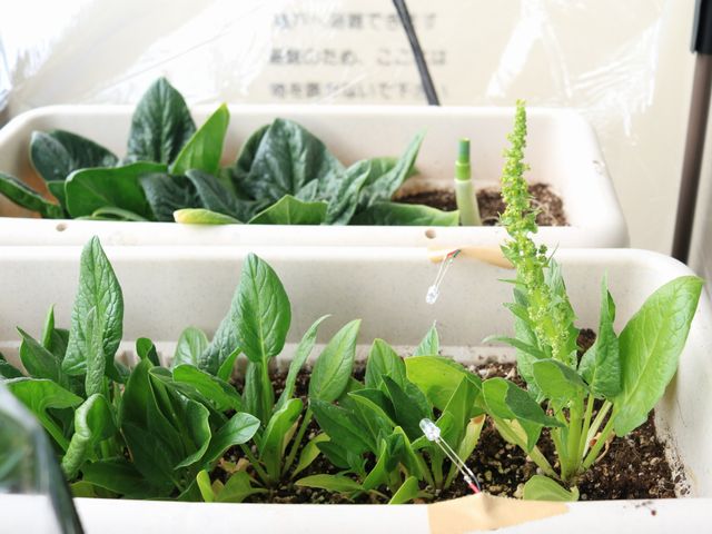 トウ立ちしたほうれん草