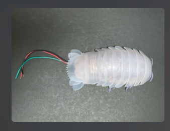 3-1:ダイオウグソクムシ表