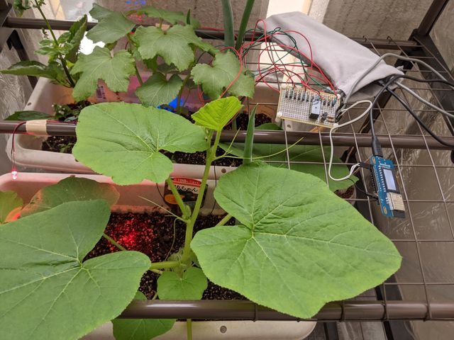 プランターでLED点灯中